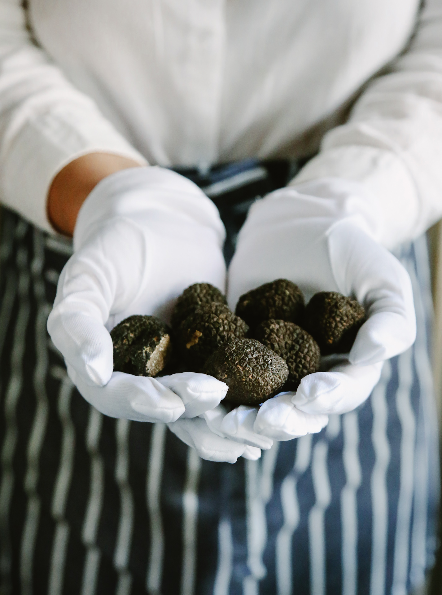 Swiss Deluxe Hotels Stories Winter 2020 Hunting Truffles 01Stocksy Txp761a5286xbq200 Originaldelivery 2495268 T140 Ecirgb