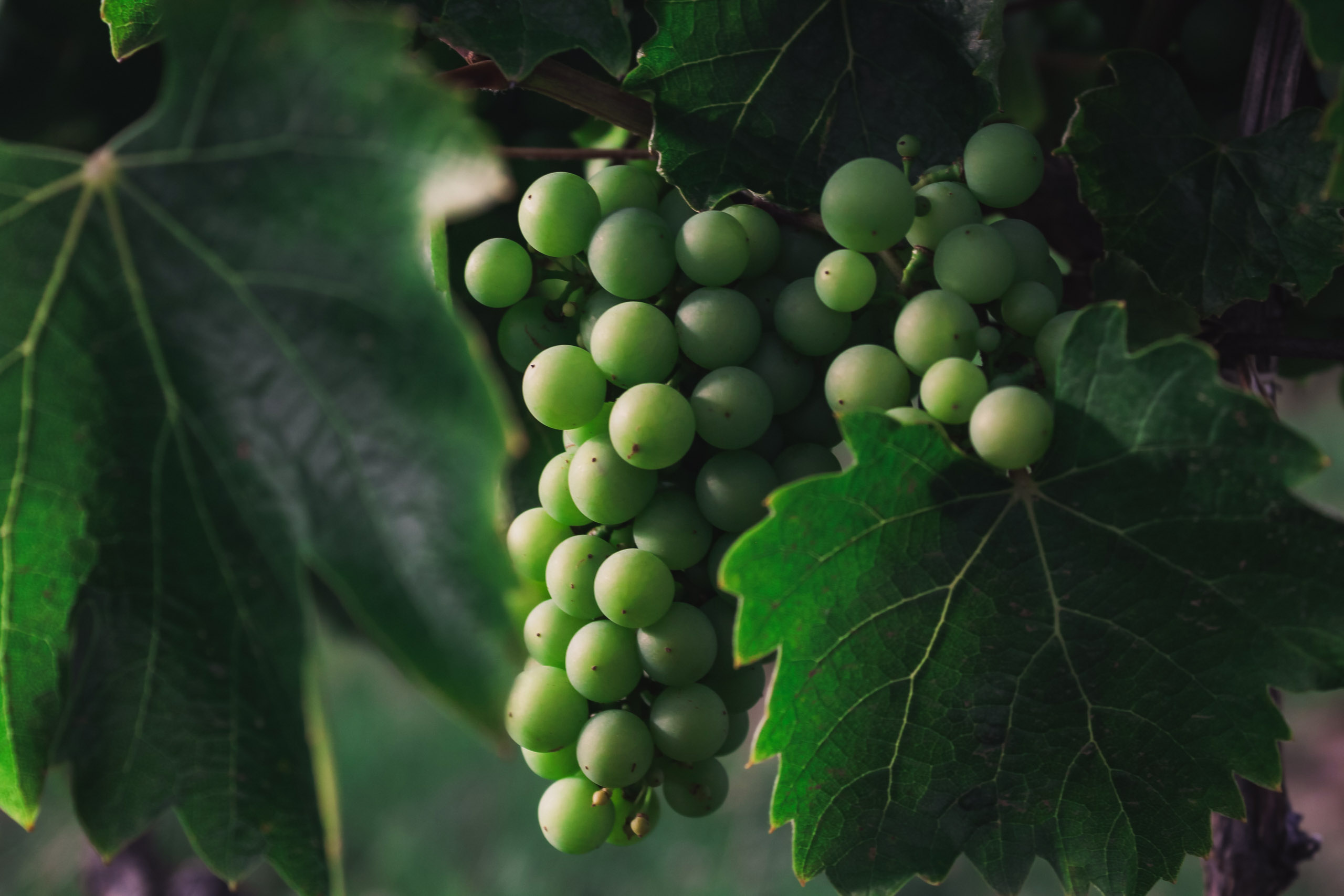 Swiss Deluxe Hotels Summer Magazine 2024 Green Grapes Deluxe Czapp Botond Elmneysfnjk Unsplash RGB